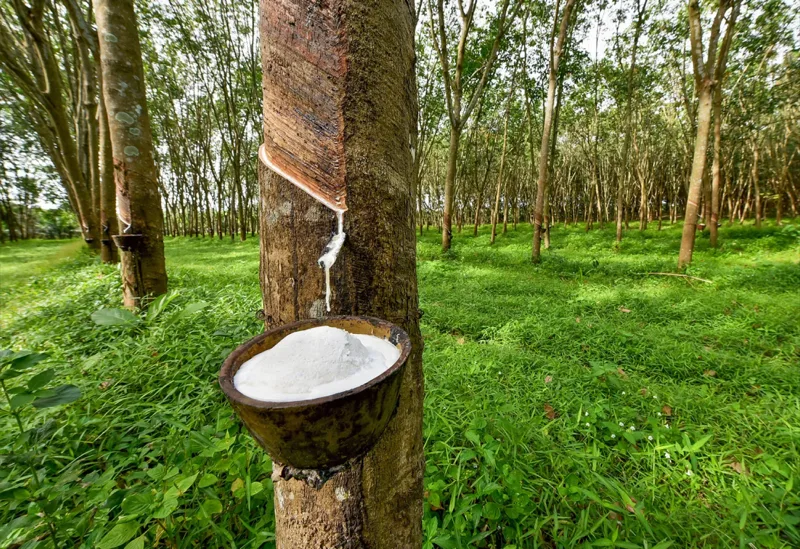 Natural rubber latex harvested from rubber tree plantation